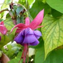 Fuchsia x 'Winston Churchill' fleur